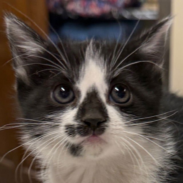 SHELL - Domestic Medium Hair available for adoption