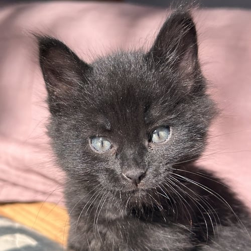 VELMA - Domestic Medium Hair available for adoption