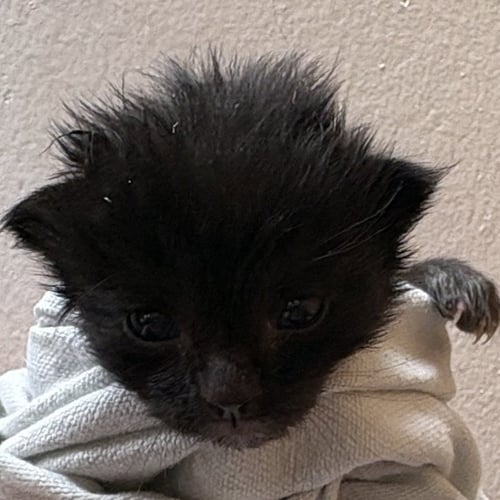 VELMA - Domestic Medium Hair available for adoption