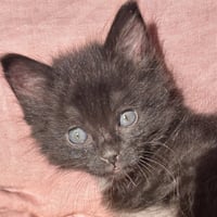 Velma - Photo 3