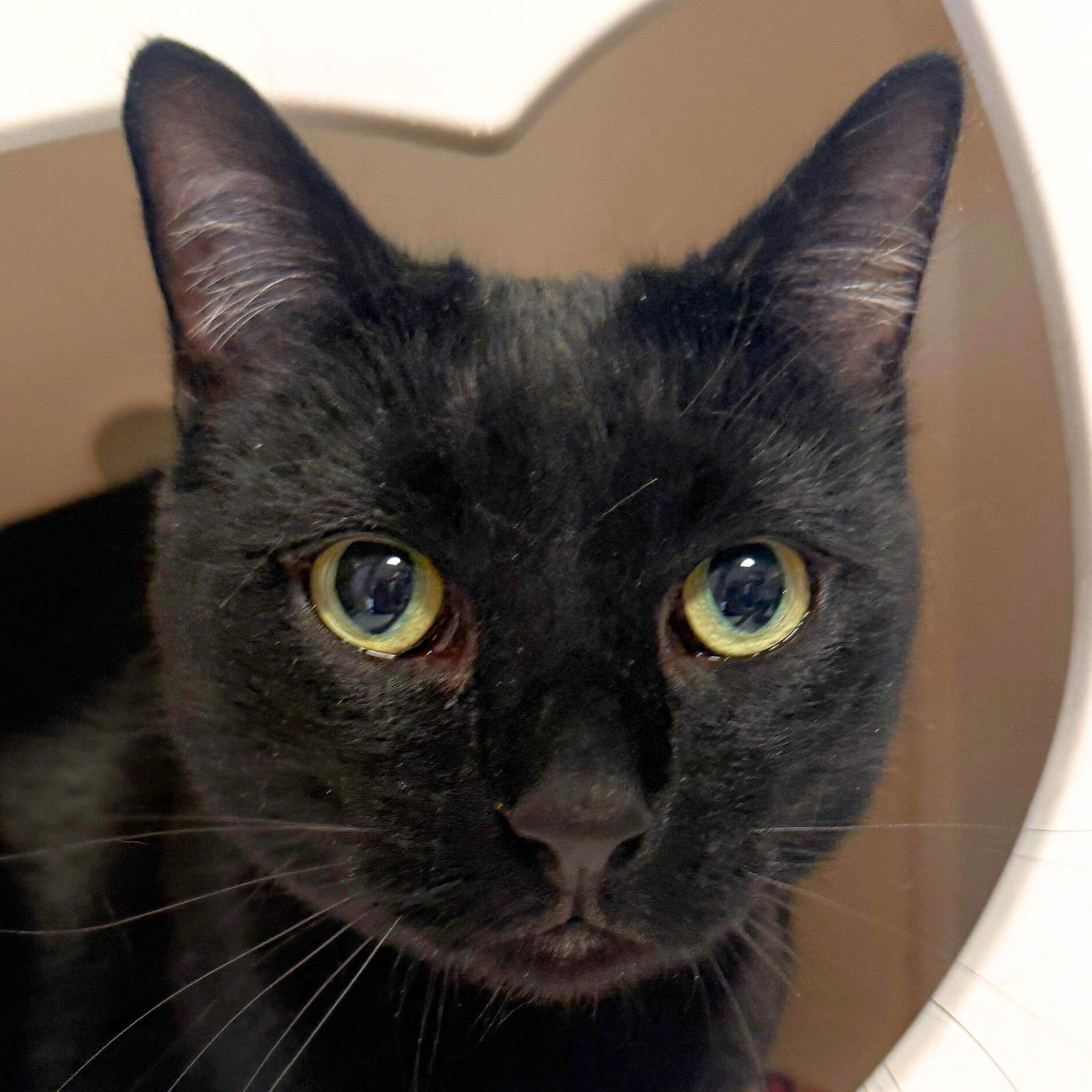 NACHO - Domestic Short Hair available for adoption