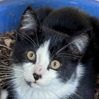 Spitz - Photo 2