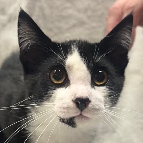 SPITZ - Domestic Short Hair available for adoption