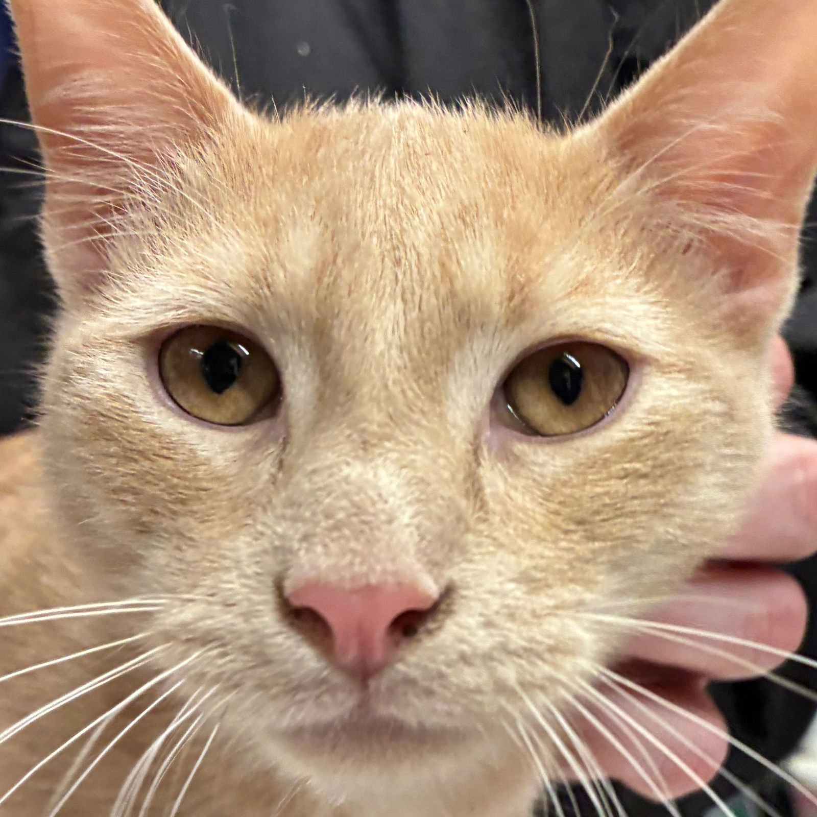 POTATO - Domestic Short Hair available for adoption