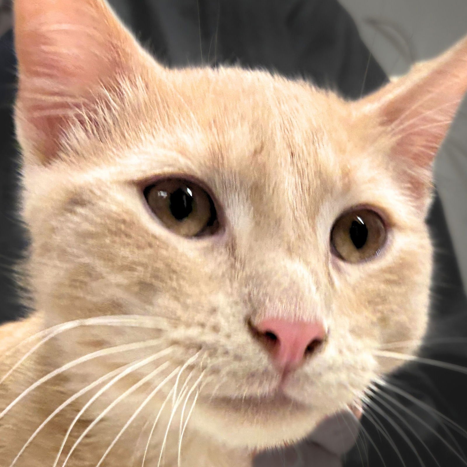 POTATO - Domestic Short Hair available for adoption