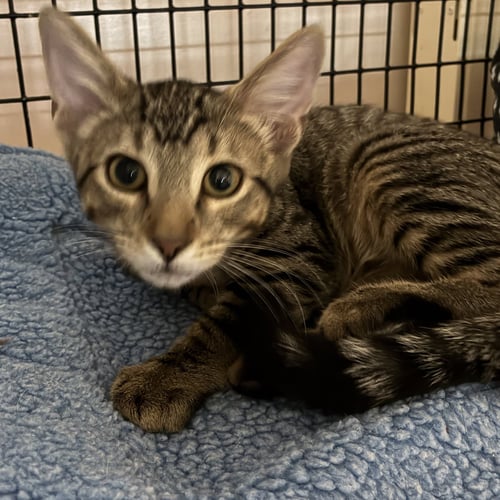 ROGER - Domestic Short Hair available for adoption