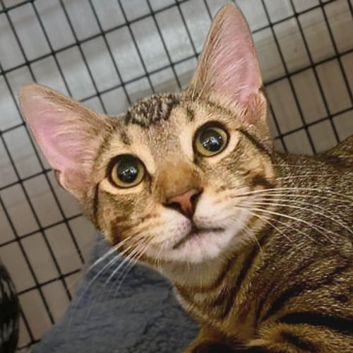 ROGER - Domestic Short Hair available for adoption