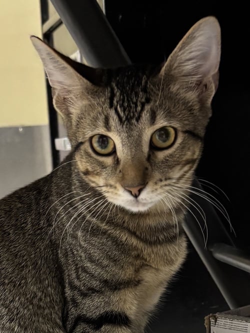 ROGER - Domestic Short Hair available for adoption