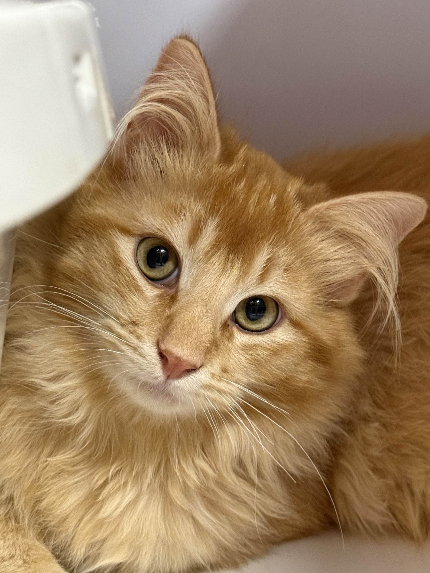 TANZANITE - Domestic Medium Hair available for adoption