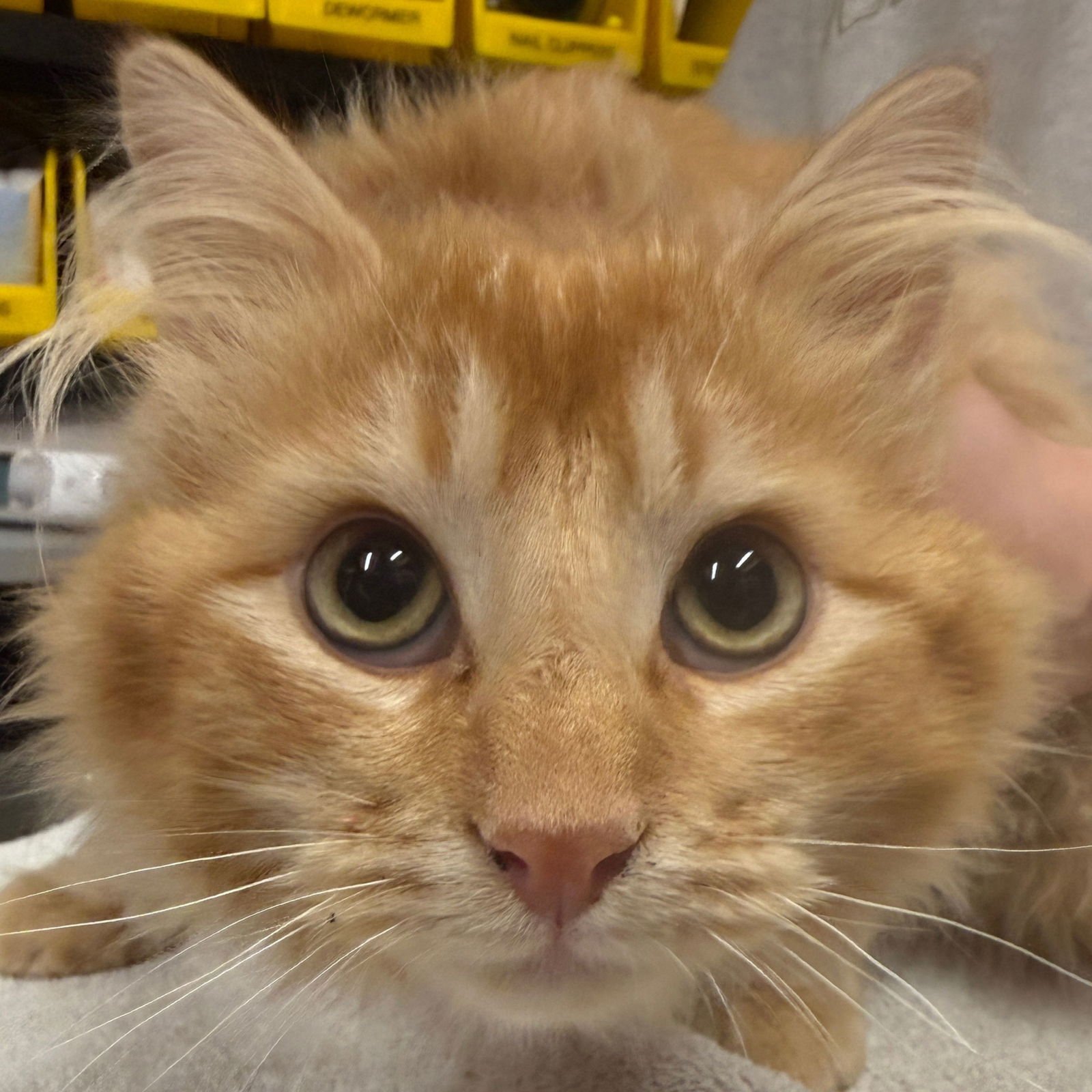 TANZANITE - Domestic Medium Hair available for adoption