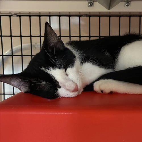 NOVAK - Domestic Short Hair available for adoption