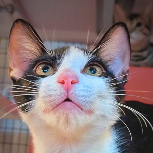NOVAK - Domestic Short Hair available for adoption