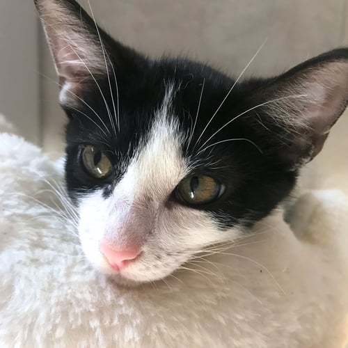 NOVAK - Domestic Short Hair available for adoption