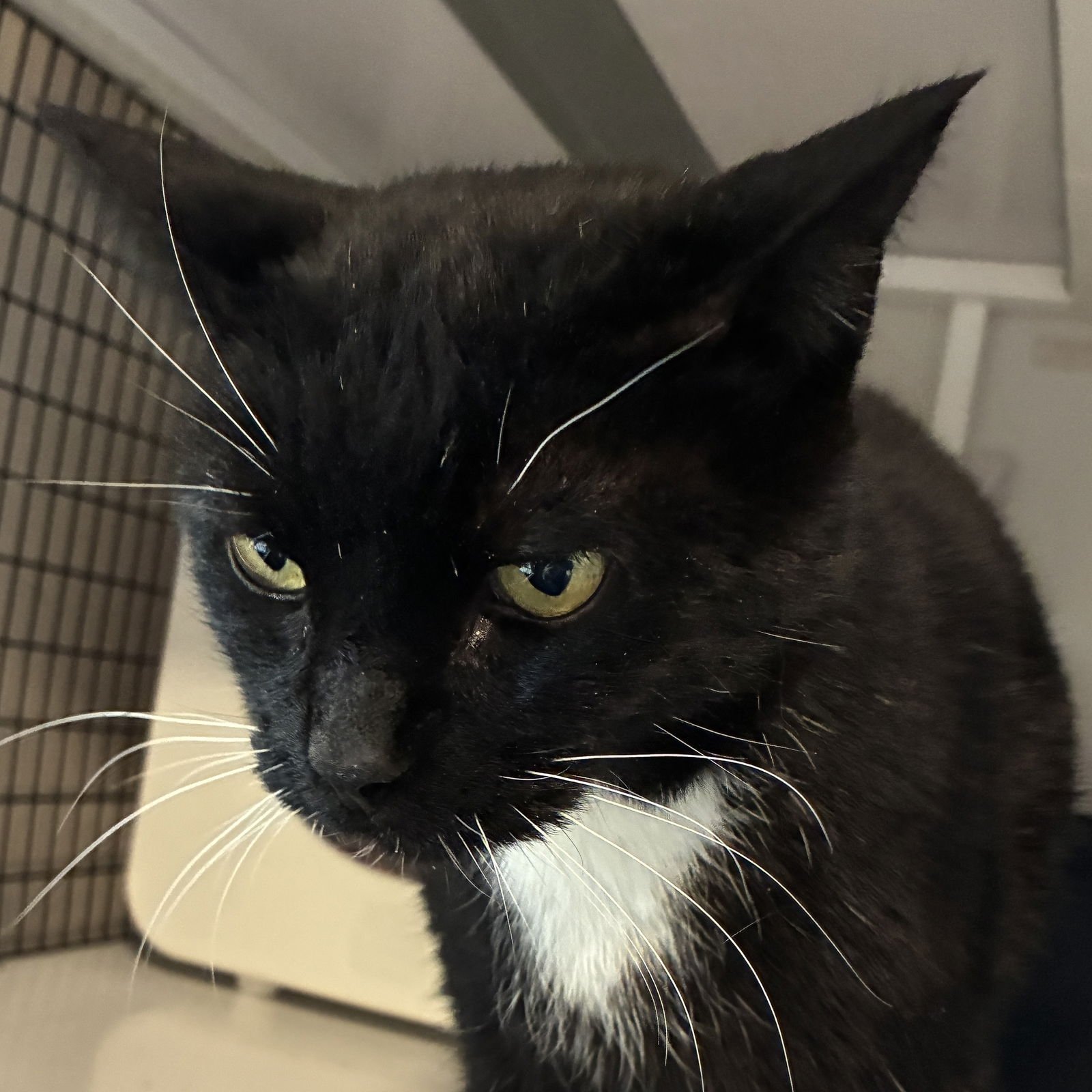 RIPLEY - Domestic Short Hair available for adoption