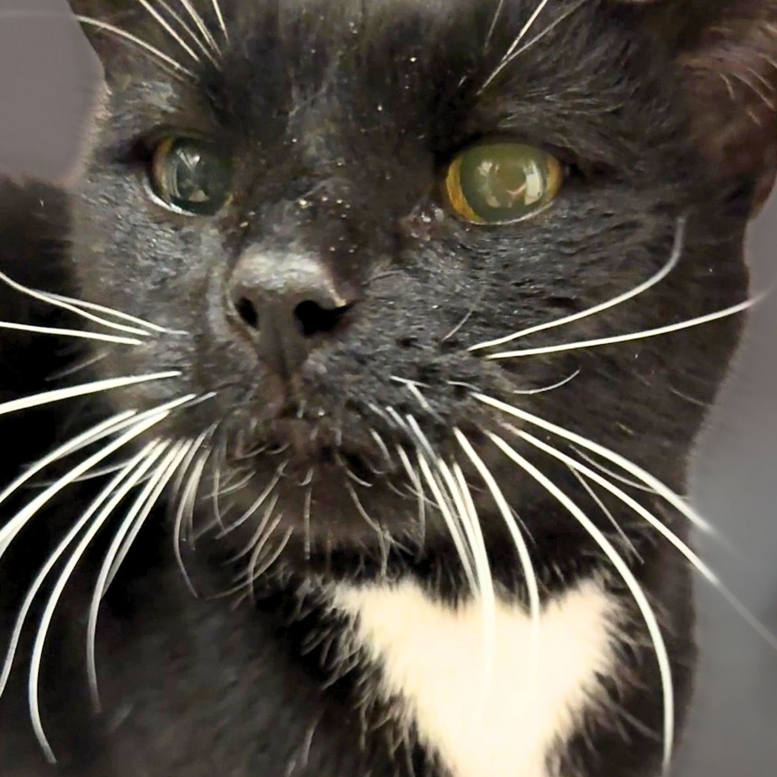 RIPLEY - Domestic Short Hair available for adoption