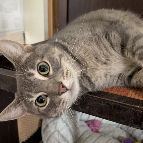 BABYGIRL - Domestic Short Hair available for adoption