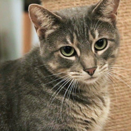 BABYGIRL - Domestic Short Hair available for adoption