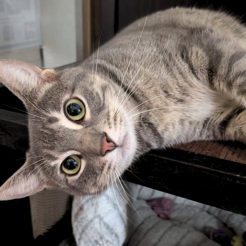 BABYGIRL - Domestic Short Hair available for adoption