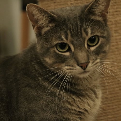 BABYGIRL - Domestic Short Hair available for adoption