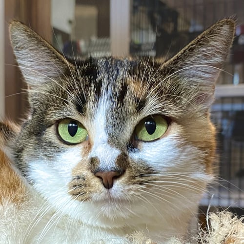 WHITNEY - Domestic Short Hair available for adoption