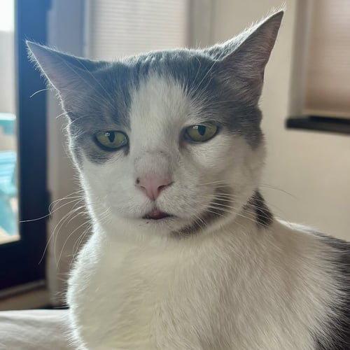 CLARK - Domestic Short Hair available for adoption