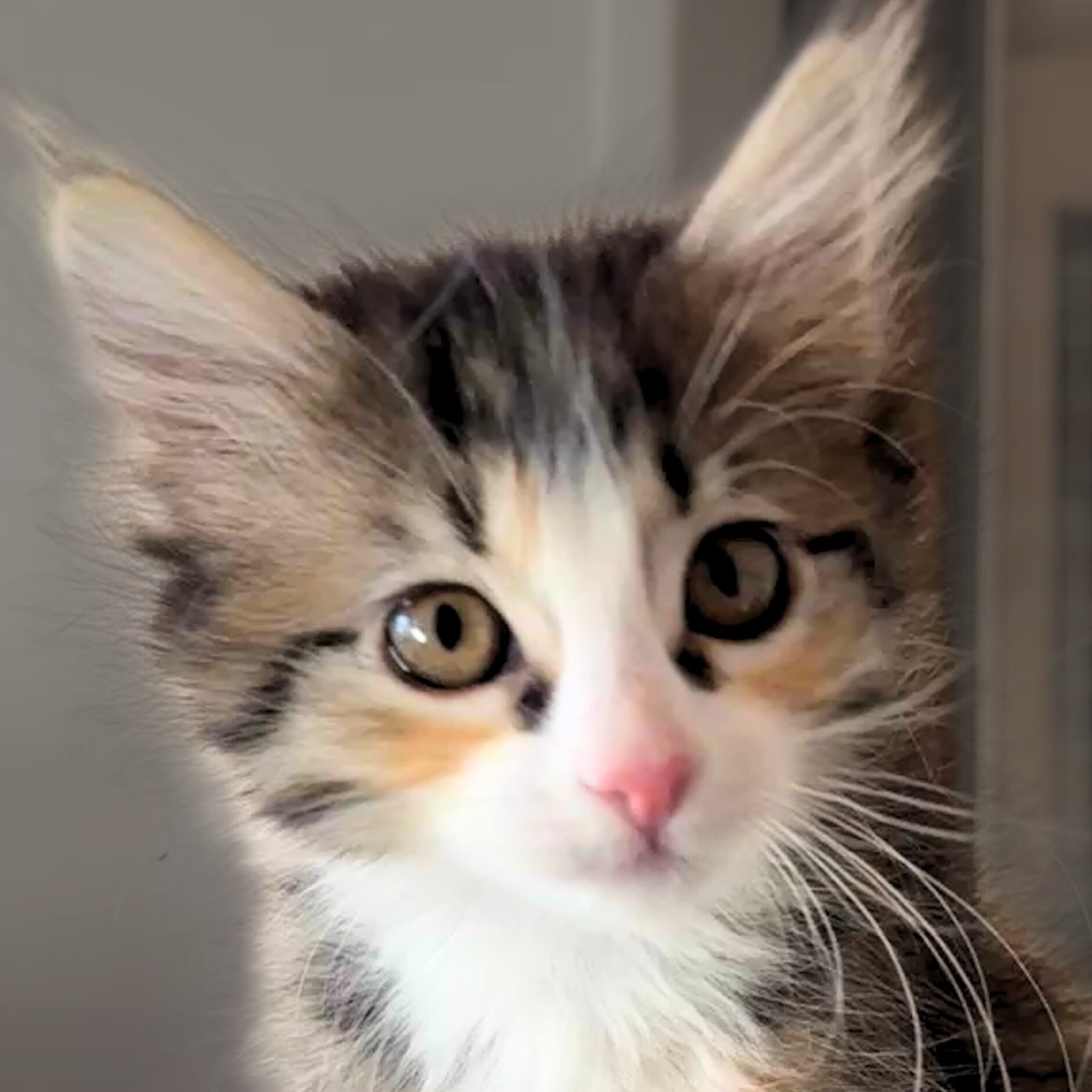 VEGA - Domestic Medium Hair available for adoption