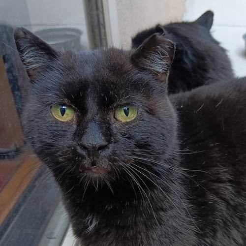 LONG LEGS [AND STREAK] - Domestic Short Hair available for adoption