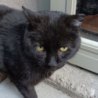 Long Legs [and Streak] - Photo 2