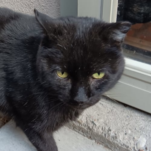 LONG LEGS [AND STREAK] - Domestic Short Hair available for adoption