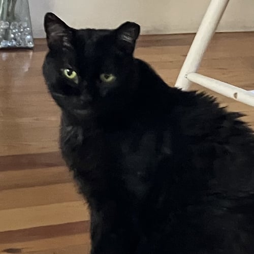 LONG LEGS [AND STREAK] - Domestic Short Hair available for adoption