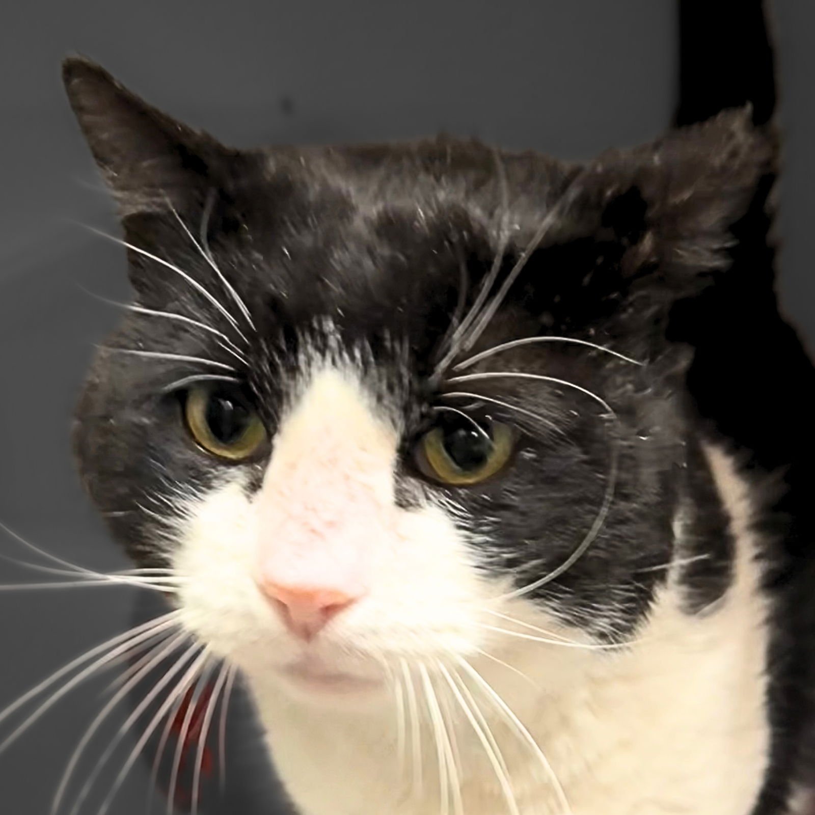 SYLVESTER - Domestic Short Hair available for adoption