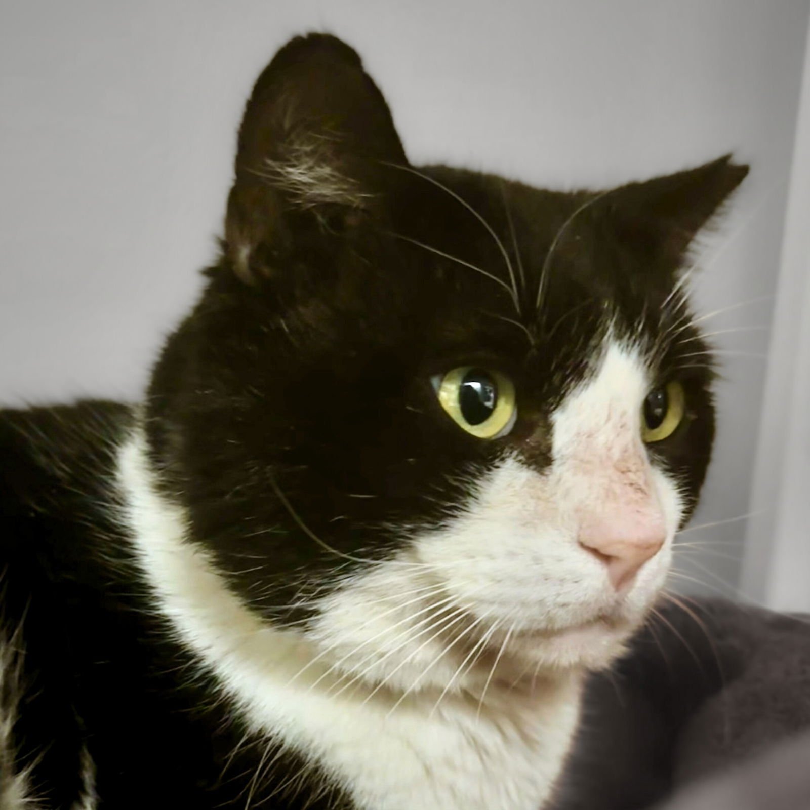 SYLVESTER - Domestic Short Hair available for adoption