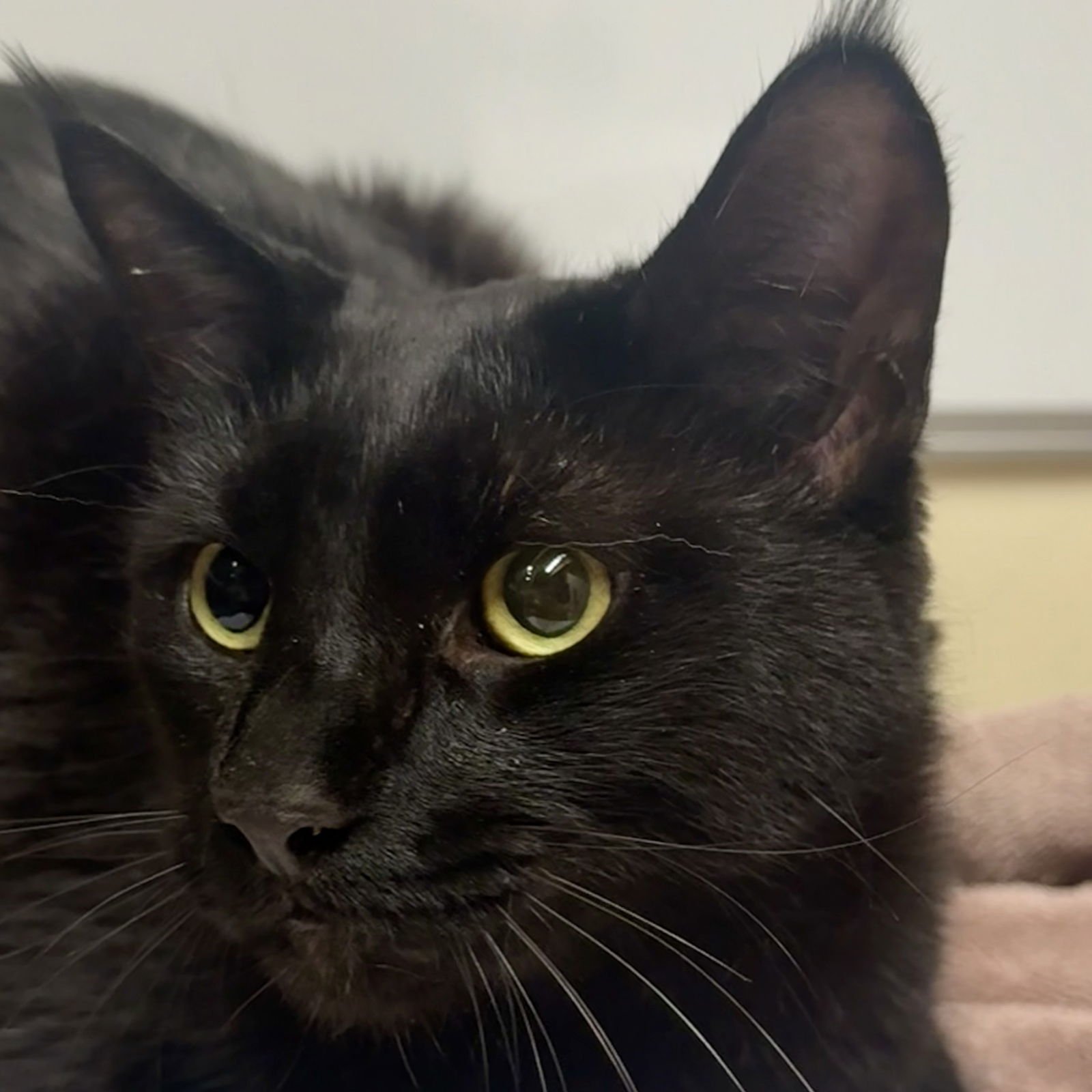 CHICO [AND GROUCHO] - Domestic Short Hair available for adoption