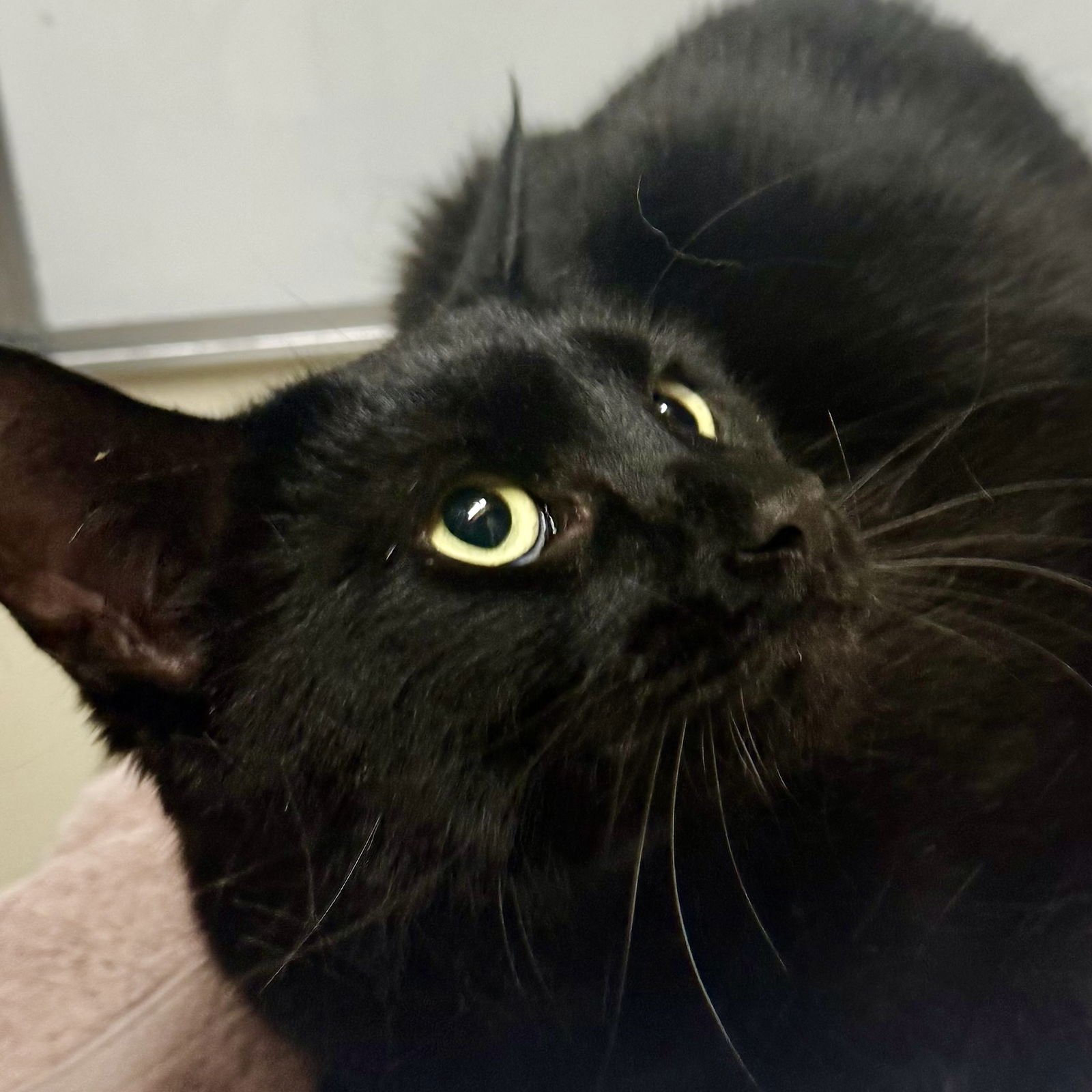 CHICO [AND GROUCHO] - Domestic Short Hair available for adoption