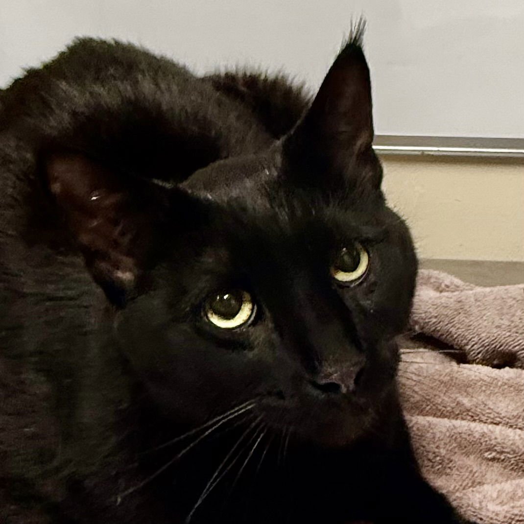 Chico [and Groucho] - Photo 3