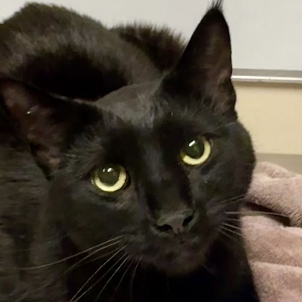 Chico [and Groucho] - Photo 4