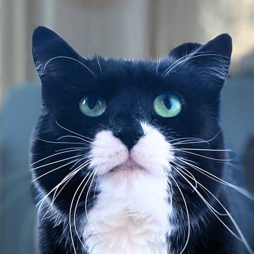 DILL [AND GHERKIN] - Domestic Medium Hair available for adoption