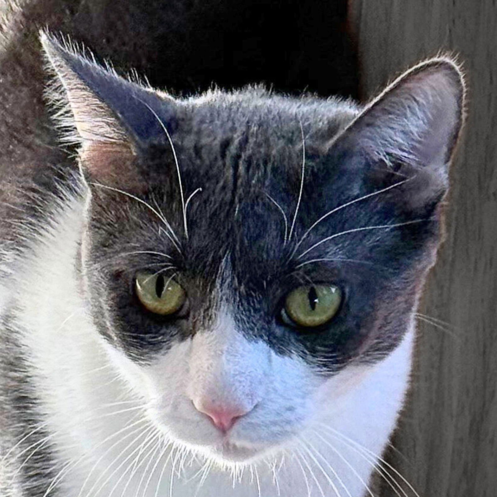 GOOSIE GUS - Domestic Short Hair available for adoption