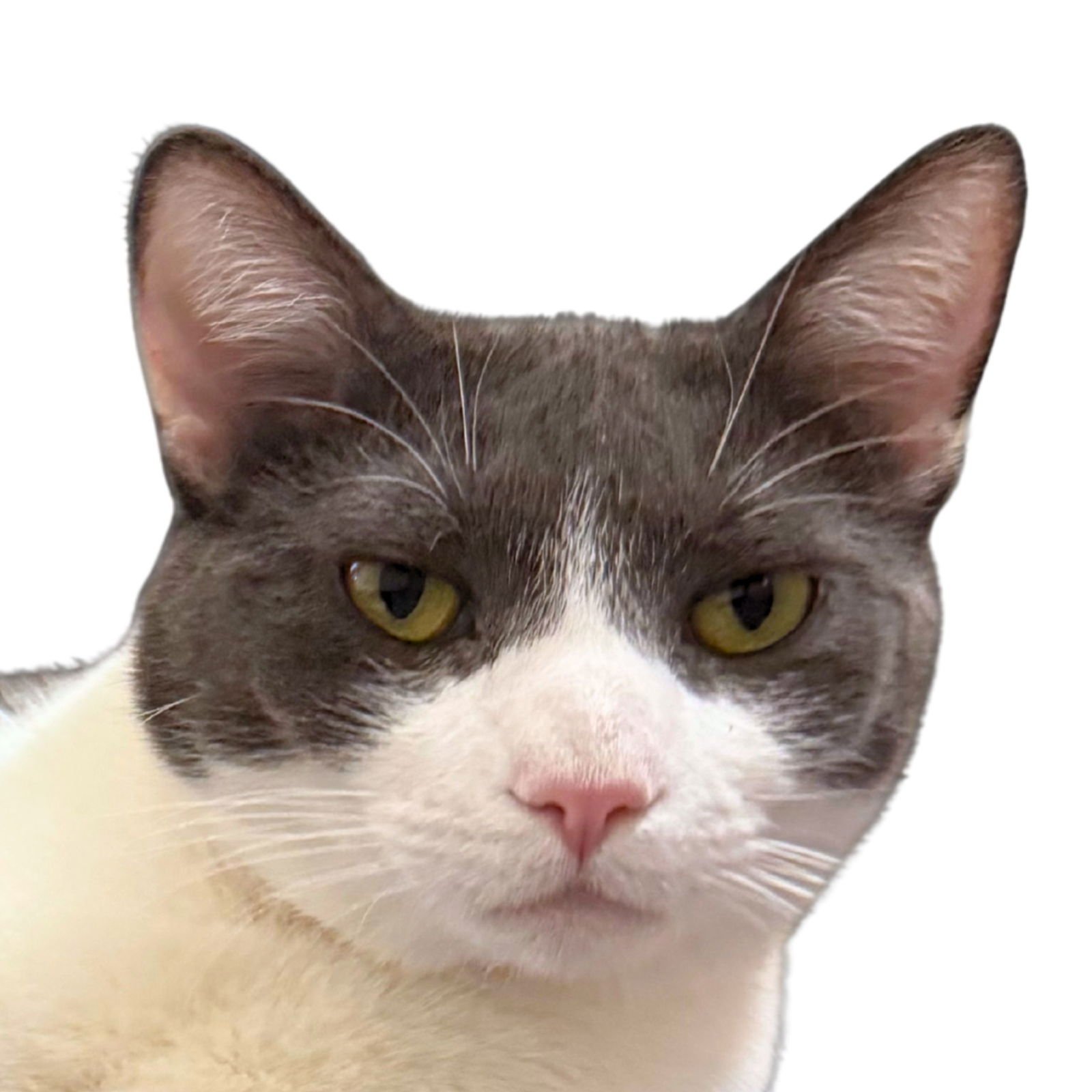 GOOSIE GUS - Domestic Short Hair available for adoption