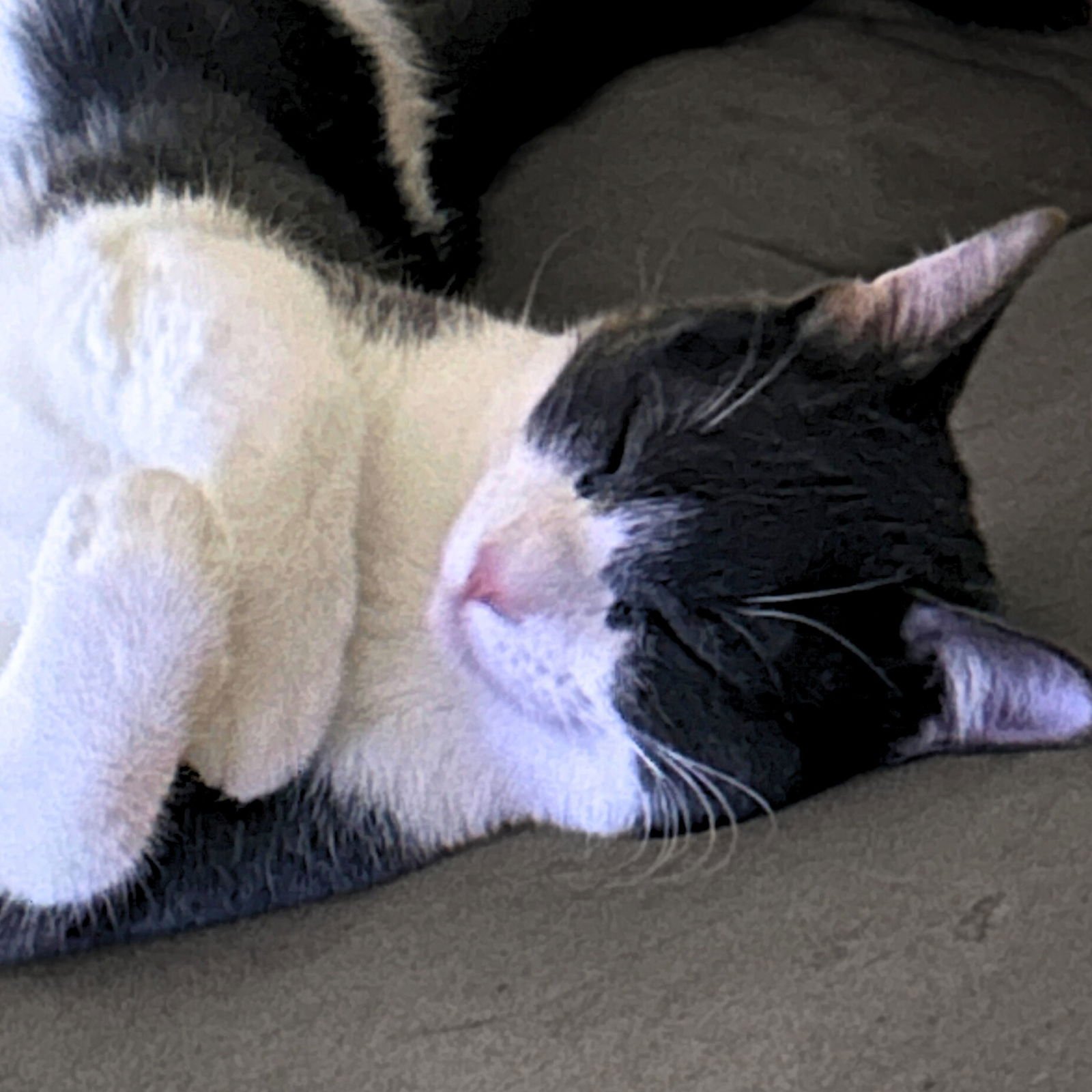 Goosie Gus - Photo 3