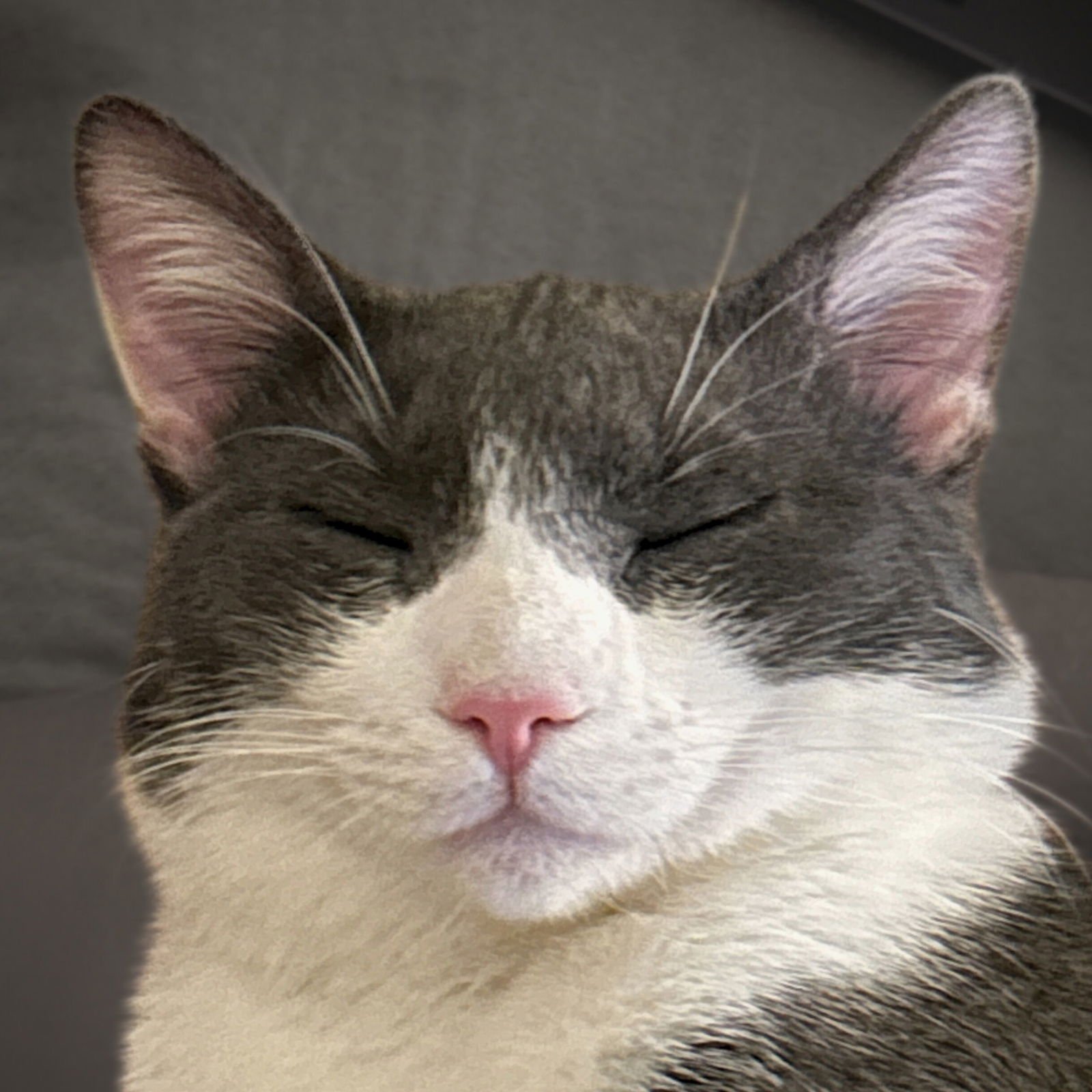 Goosie Gus - Photo 4