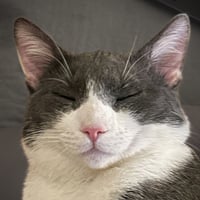Goosie Gus - Photo 4