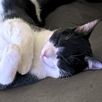 Goosie Gus - Photo 3