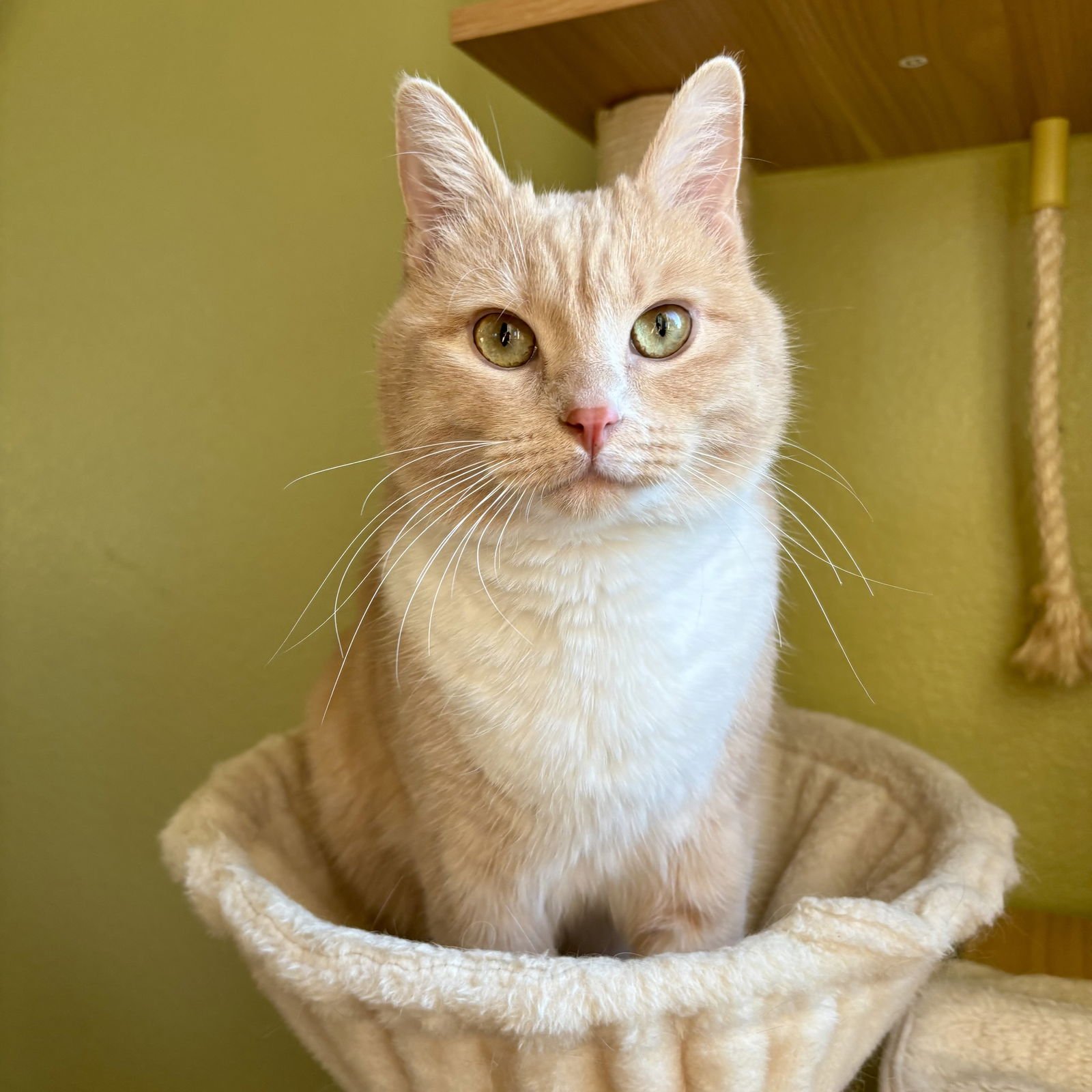 CREAMSICLE - Domestic Short Hair available for adoption