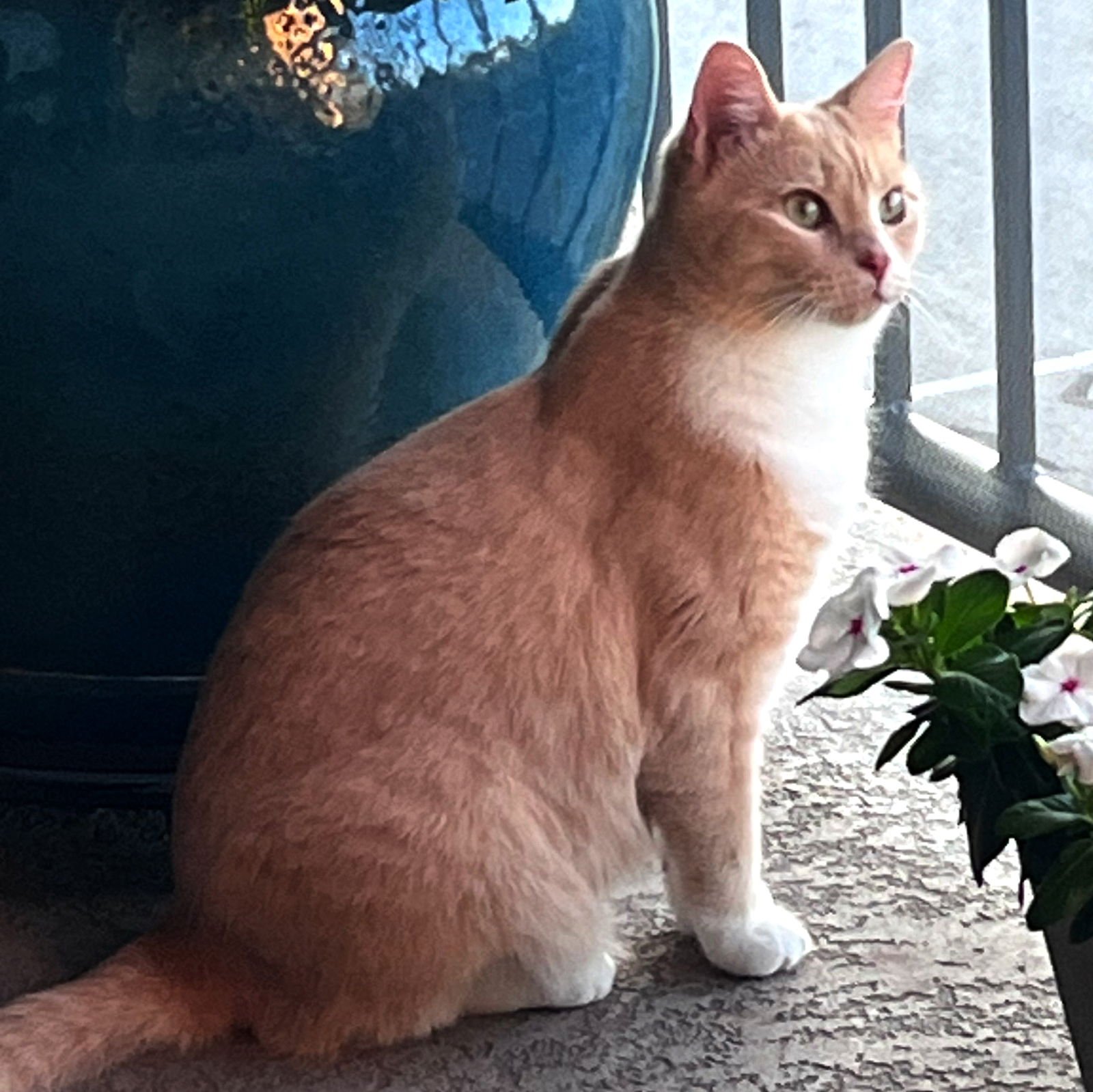 CREAMSICLE - Domestic Short Hair available for adoption