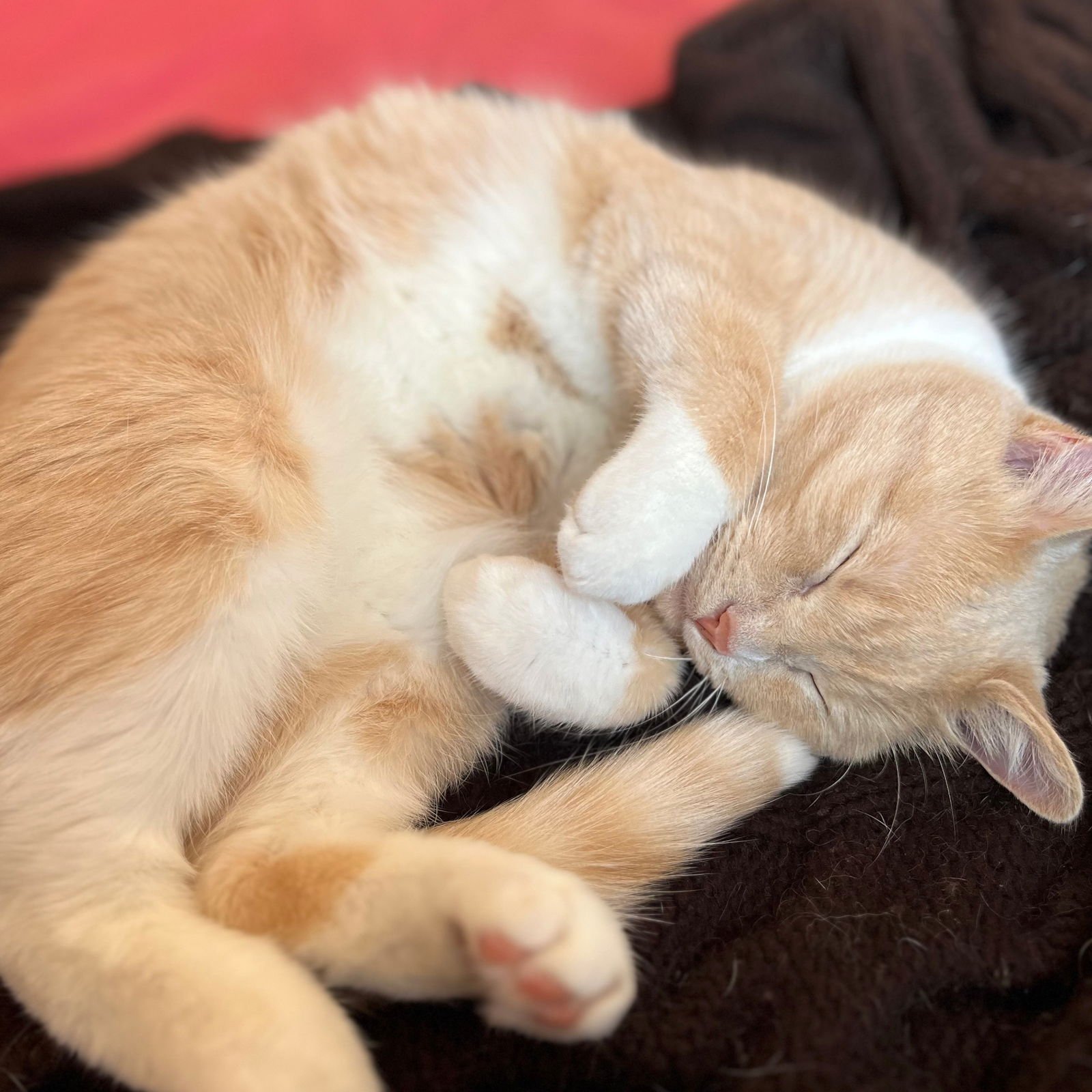 Creamsicle - Photo 3