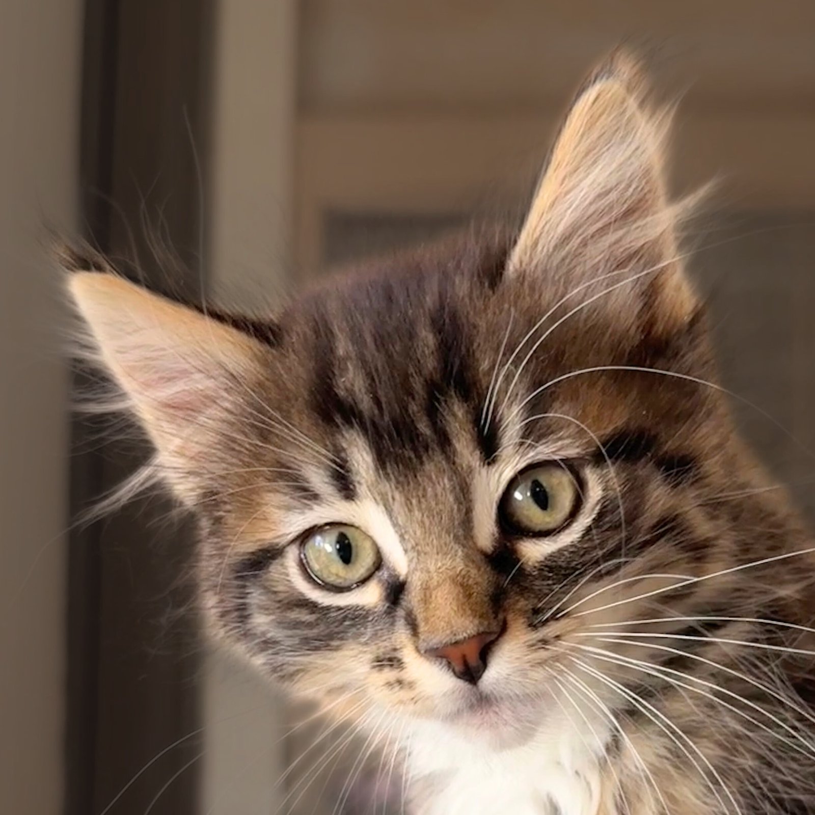 VIRGO - Domestic Medium Hair available for adoption