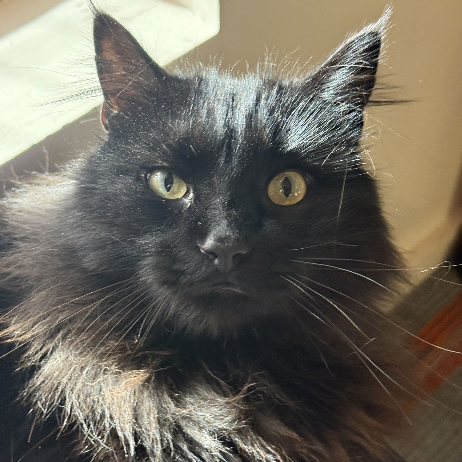 PATCHY - Domestic Long Hair / Maine Coon available for adoption