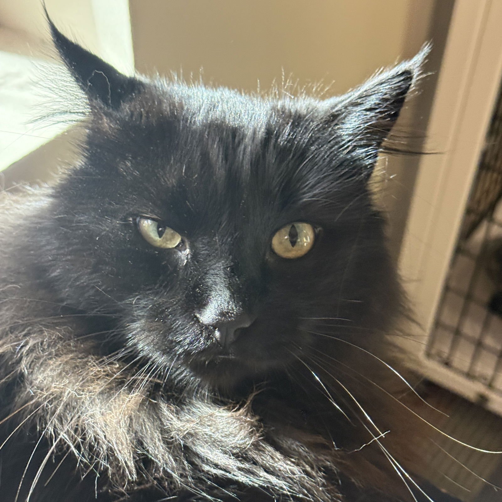 PATCHY - Domestic Long Hair / Maine Coon available for adoption