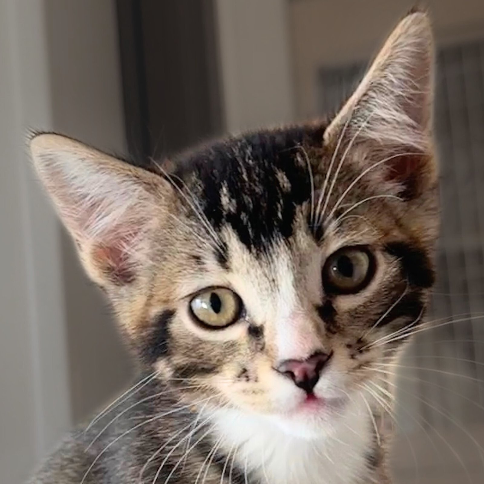 PEGASUS - Domestic Short Hair available for adoption